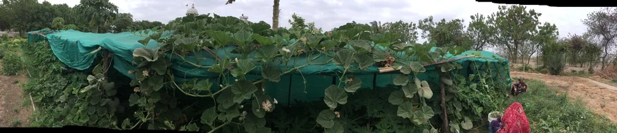 bottle growing on shade house 1200